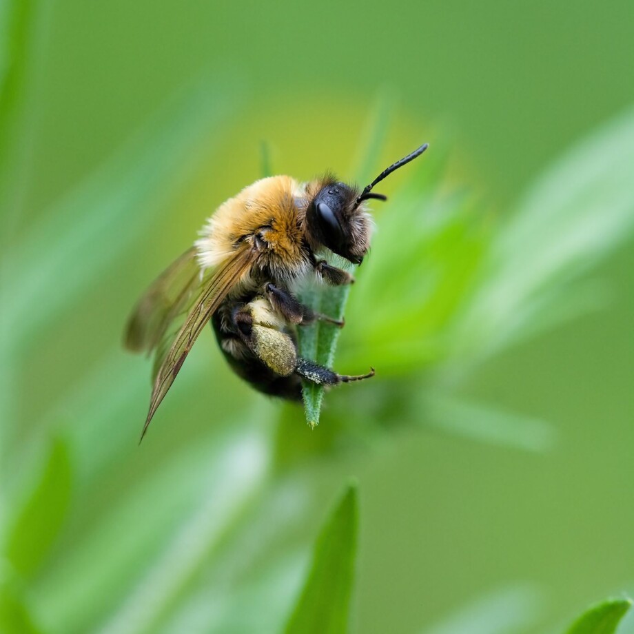 Bienen liegt auf einem Blatt