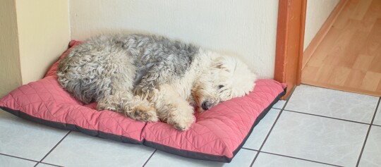 Flauschiger weiß-grauer Hund schläft auf einem rosa gesteppte Hundebett auf Fliesenboden neben einer Holztür.