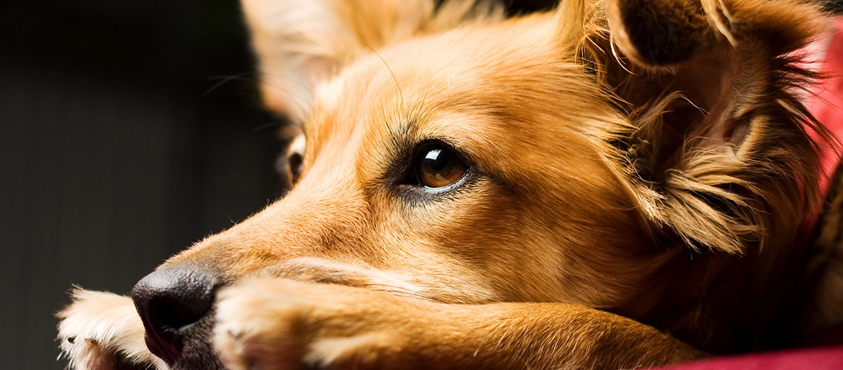 Nahaufnahme eines ruhenden golden-braunen Hundes mit ausdrucksvollen braunen Augen und weichem Fell