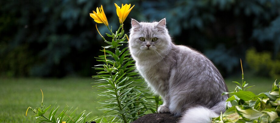 British Langhaar Katze