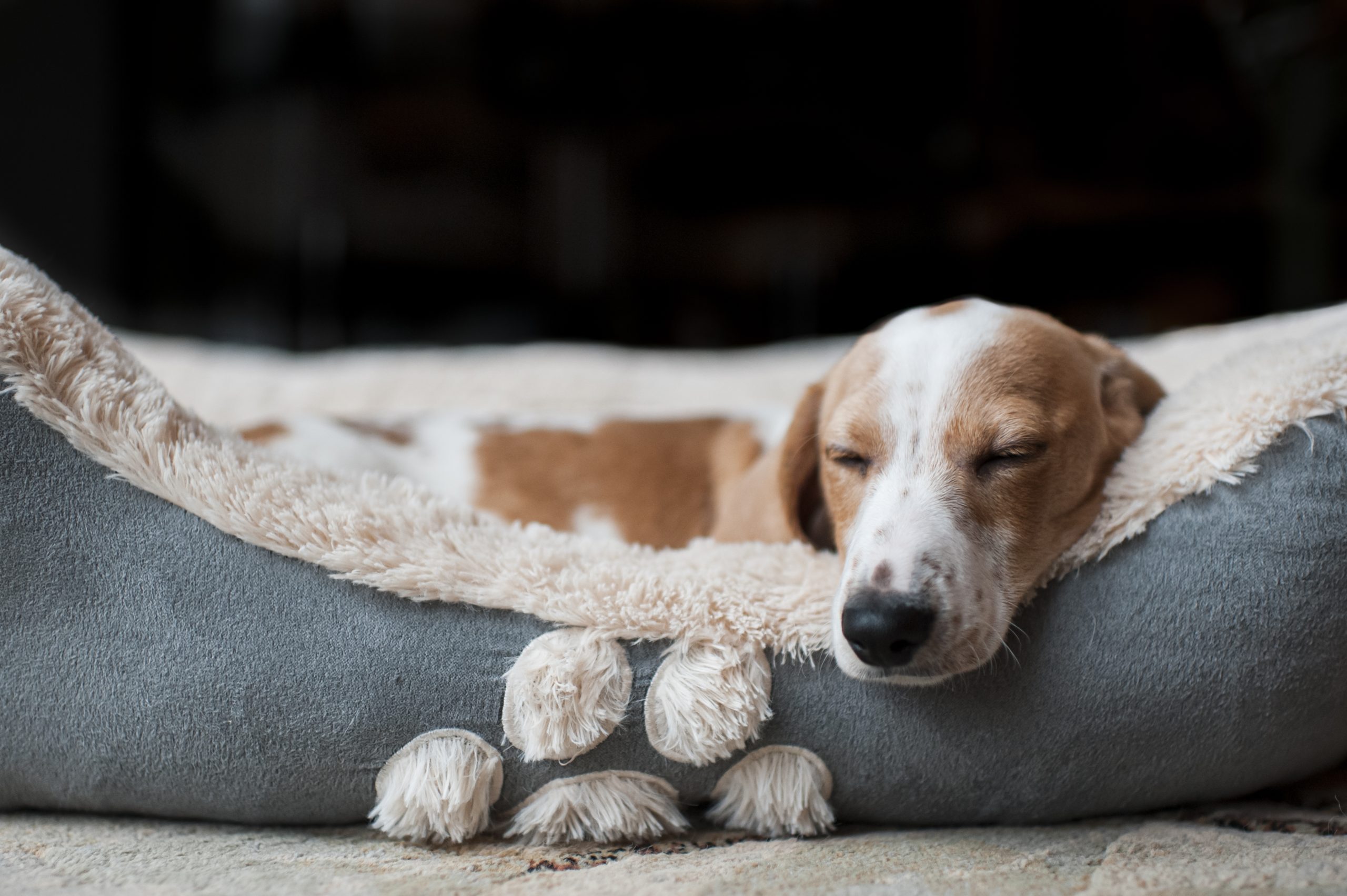 Dachshund puppy sleeping cozy at home in his dog bed
