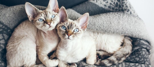 Zwei Devon Rex Katzen mit blauen Augen kuscheln auf einer grauen Decke