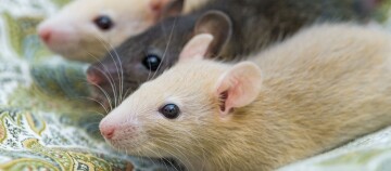 Nahaufnahme von drei zahmen Ratten in verschiedenen Farben, die zusammen auf gemustertem Stoff liegen.