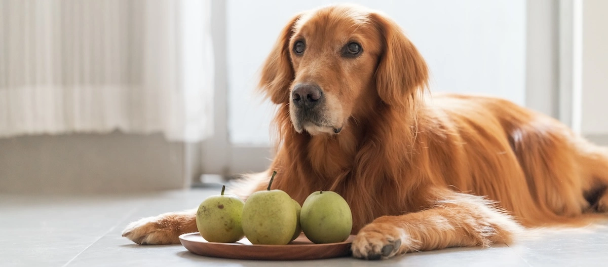 Golden Retriever Hund liegt entspannt auf dem Boden neben einem Teller mit drei grünen Äpfeln in einem hellen Raum.