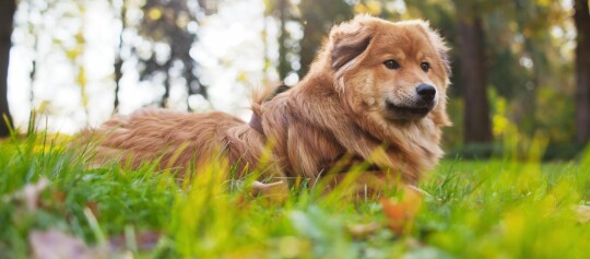 Fluffiger rotbrauner Hund liegt entspannt auf grünem Gras im sonnigen Wald