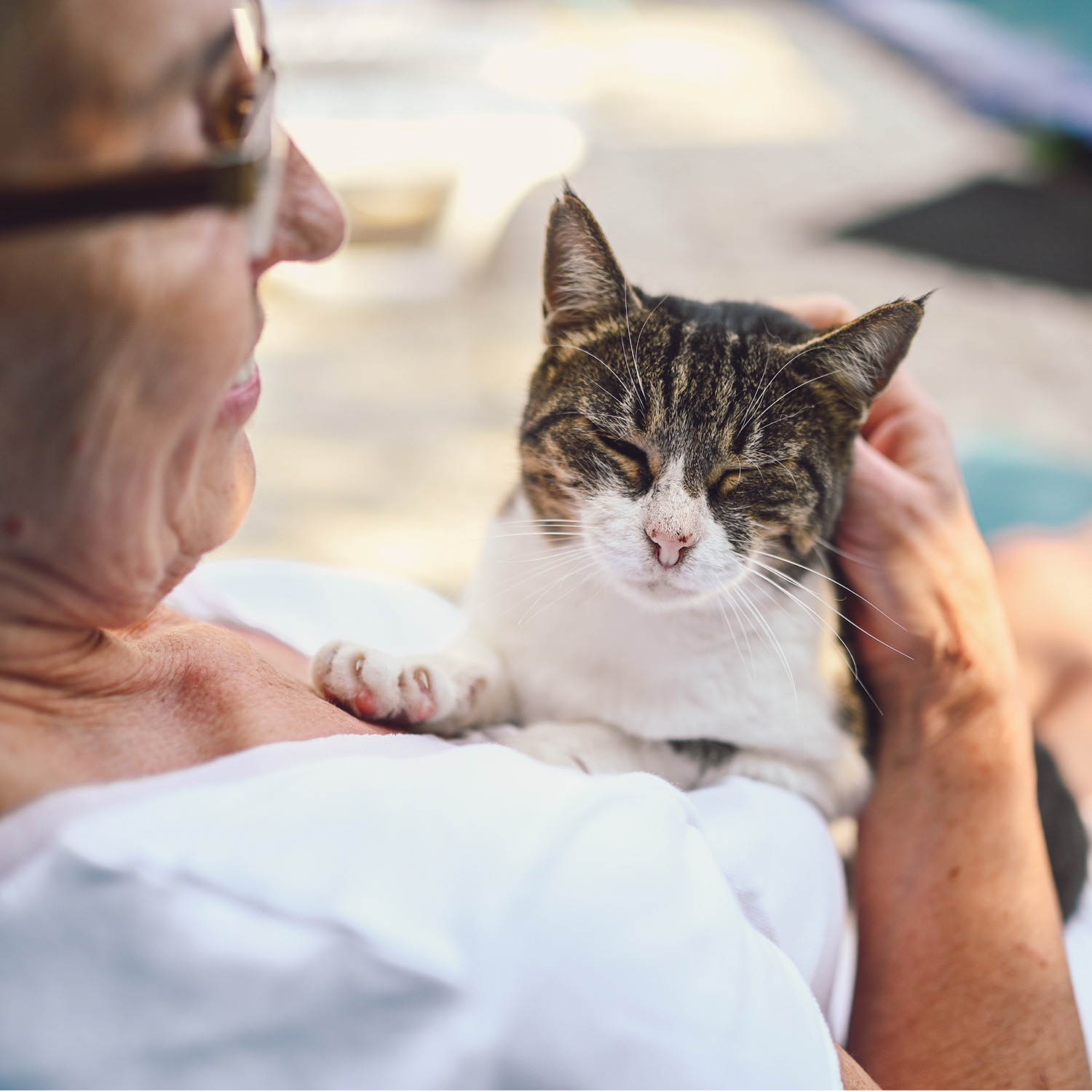 Katze bei einer Tieraerztin auf dem Arm