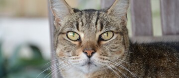 Nahaufnahme eines getigerten Katers mit gelb-grünen Augen und langen weißen Schnurrhaaren auf einem Holzstuhl