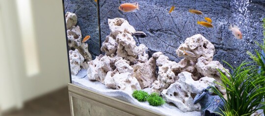 Nahaufnahme eines Aquariums mit weißen porösen Steinen, bunten Fischen und grünen Wasserpflanzen in einem modernen Wohnzimmer.