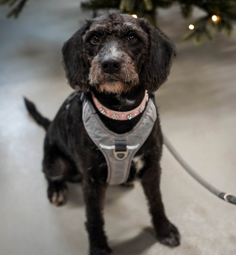 Flora internathund DK case