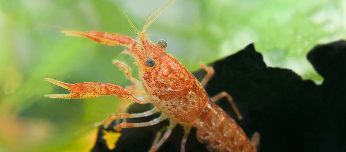 Nahaufnahme eines orange-roten Flusskrebses mit detaillierter Textur im Wasser vor grünem Hintergrund