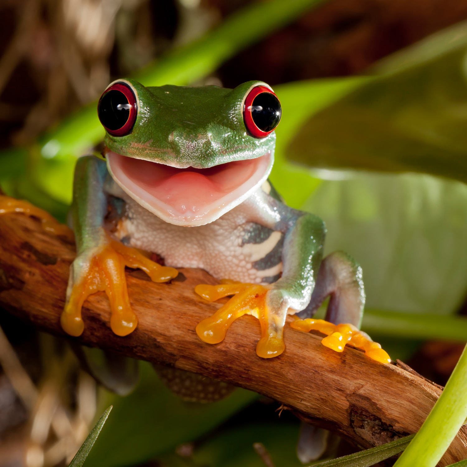 Frosch sitzt auf einem Ast