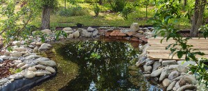 Natürlicher Gartenteich mit klarem Wasser, umgeben von Flusssteinen und Holzdeck, idyllische grüne Landschaft