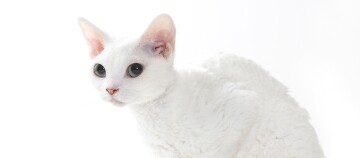 Weißer Devon Rex Katze mit großen Augen und lockigem Fell vor weißem Hintergrund