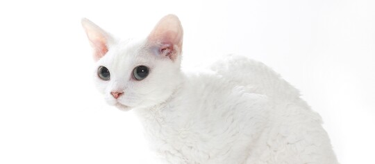 Weißer Devon Rex Katze mit großen Augen und lockigem Fell vor weißem Hintergrund