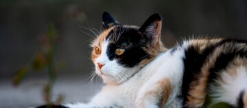 Nahaufnahme einer liegenden dreifarbigen Katze mit bernsteinfarbenen Augen und weichem Fell