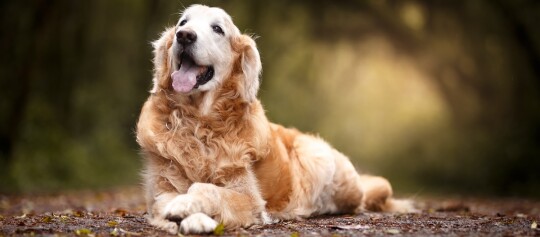 Glücklicher Golden Retriever liegt entspannt auf dem herbstlichen Waldboden mit weichem Licht im Hintergrund