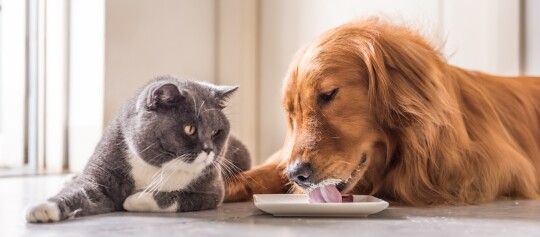 Graue und weiße Katze beobachtet Golden Retriever Hund, der von einem weißen Teller auf dem Boden leckt, gemütliche Innenaufnahme