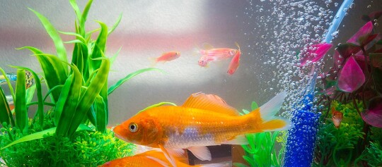 Buntes Aquarium mit großem orangefarbenem Goldfisch, kleinen roten Fischen, grünen und violetten Wasserpflanzen und sprudelndem Luftstein