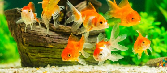 Bunte Goldfische schwimmen in einem Aquarium mit grünem Pflanzenhintergrund und weißem Kiesboden
