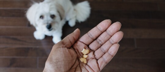 Hand hält kleine Hundeleckerlis vor aufmerksamem weißen Hund auf Holzboden