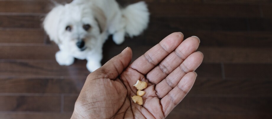 Eine Hand hält ein paar Cashews, während ein Coton de Tuléar erwartungsvoll hochschaut