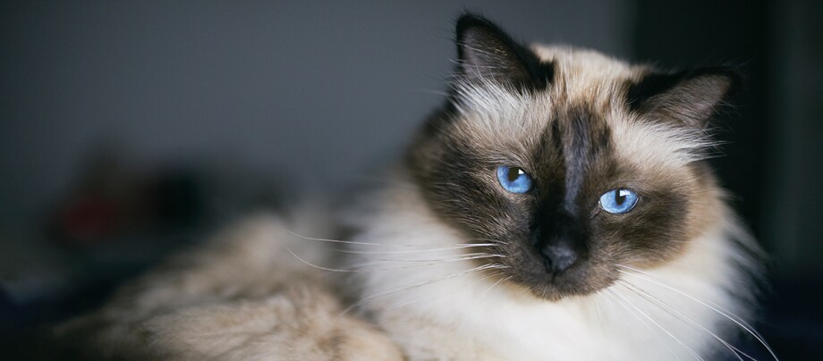 Birma Katze liegt auf dem Bett