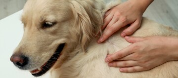 Golden Retriever Hund wird sanft am Rücken massiert und untersucht, entspannter Hund mit zufriedener Mimik