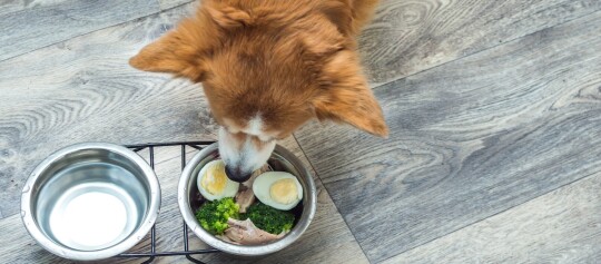 Brauner Hund isst gesundes Futter mit gekochtem Ei, Brokkoli und Fleisch aus einem Metallnapf auf Holzboden