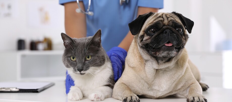 Hund und Katze beim Tierarzt
