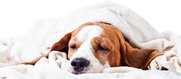 Beagle-Hund entspannt und schläft gemütlich unter einer weißen Decke