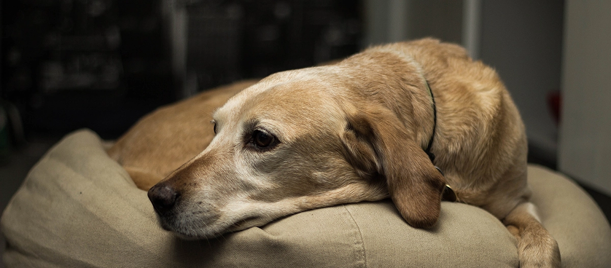 Entspannter hellbrauner Labrador-Mischlingshund liegt auf beigem Hundebett im Innenraum