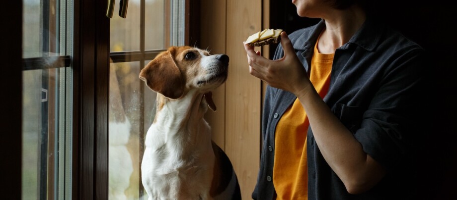 Ein Hund schaut auf das Käsebrot in der Hand seines Frauchens
