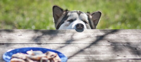 Neugieriger Siberian Husky schaut über einen Holztisch auf einen blauen Teller mit Essen im Freien.