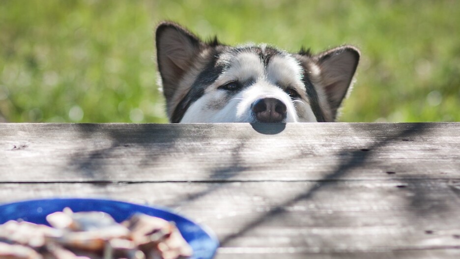 Hund hat Schokolade gefressen: Was tun? | FRESSNAPF | FRESSNAPF