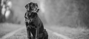 Schwarzer Labrador Retriever sitzt aufmerksam auf einem Waldweg, schwarz-weiß Foto