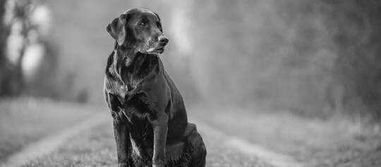 Schwarzer Labrador Retriever sitzt aufmerksam auf einem Waldweg, schwarz-weiß Foto