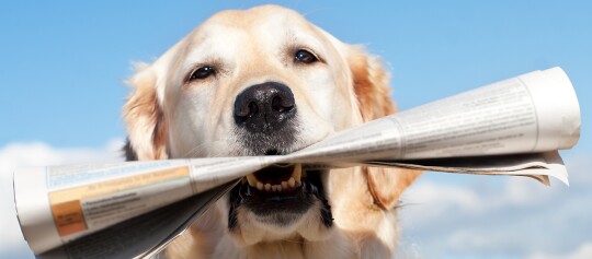 Golden Retriever Hund hält eine zusammengerollte Zeitung im Maul vor blauem Himmel an einem sonnigen Tag