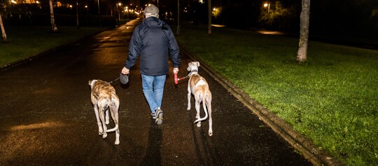 Mann geht nachts mit zwei großen Hunden an Leinen auf einem beleuchteten Gehweg im Park spazieren