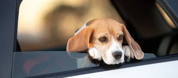 Beagle-Hund lehnt entspannt am geöffneten Autofenster und schaut nachdenklich nach draußen