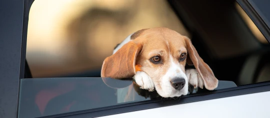 Beagle-Hund lehnt entspannt am geöffneten Autofenster und schaut nachdenklich nach draußen