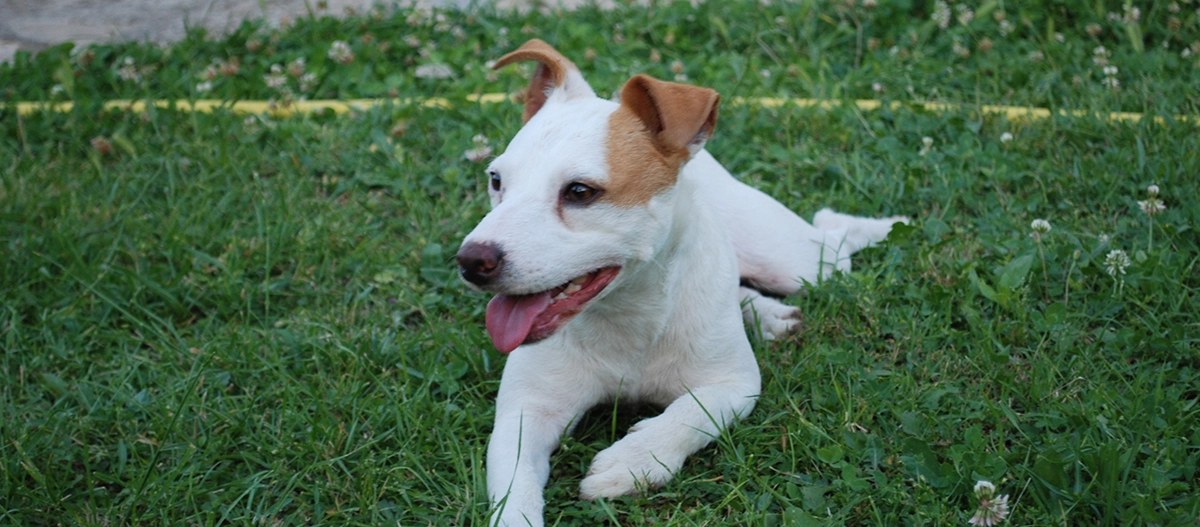 Kleiner Jack Russell Terrier liegt entspannt auf grünem Gras mit braunem Fleck am Kopf