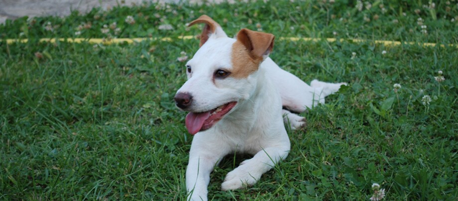 Jack Russell liegt auf Gras