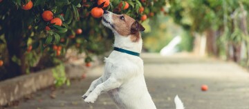 Kleiner Jack Russell Terrier steht auf den Hinterbeinen und schnuppert an reifen Mandarinen an einem Baum im Garten