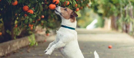 Kleiner Jack Russell Terrier steht auf den Hinterbeinen und schnuppert an reifen Mandarinen an einem Baum im Garten