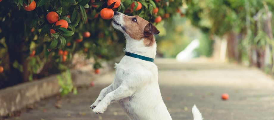 Ein Jack Russell Terrier streckt sich auf den Hinterbeinen stehend nach Mandarinen am Strauch