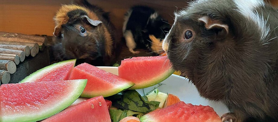 Meerschweinchen essen Melone
