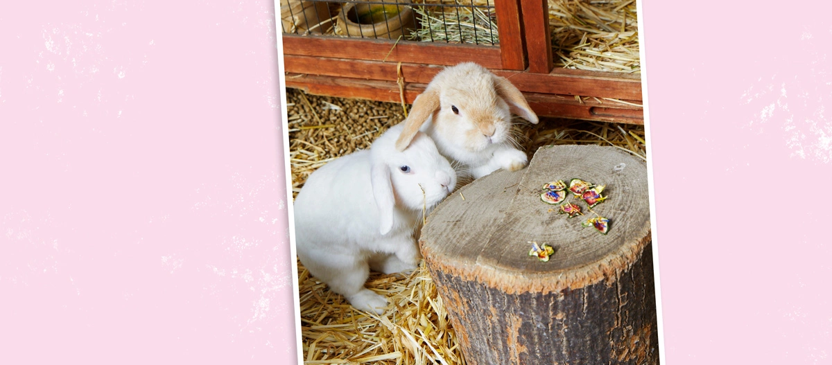 Zwei niedliche Kaninchen in einem Holzgehege mit Stroh, neben einem Baumstumpf mit getrockneten Blüten.