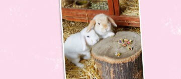Zwei niedliche Kaninchen in einem Holzgehege mit Stroh, neben einem Baumstumpf mit getrockneten Blüten.