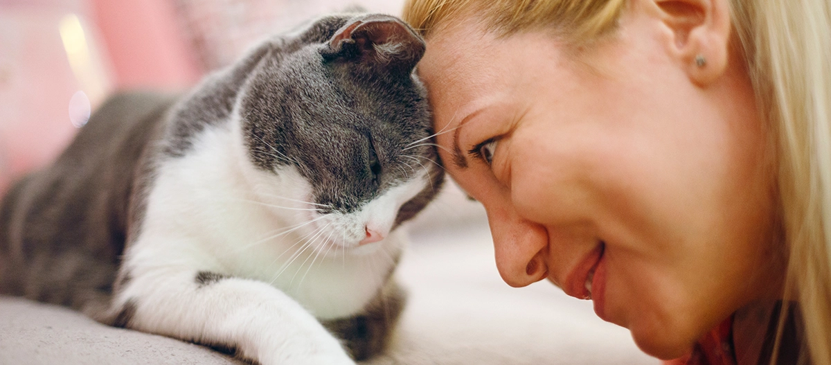 Frau zeigt Zuneigung zu grauweißer Katze durch Stirn-an-Stirn-Kontakt