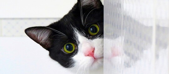 Neugierige schwarz-weiße Katze mit gelb-grünen Augen, die hinter einer durchsichtigen, strukturierten Oberfläche hervorschaut